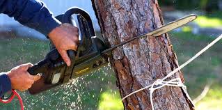 Best Tree Cabling and Bracing  in Windsor, PA