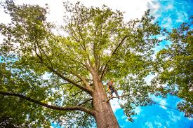 Tree and Shrub Care in Windsor, PA