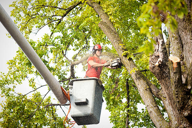 Best Tree Removal Service  in Windsor, PA