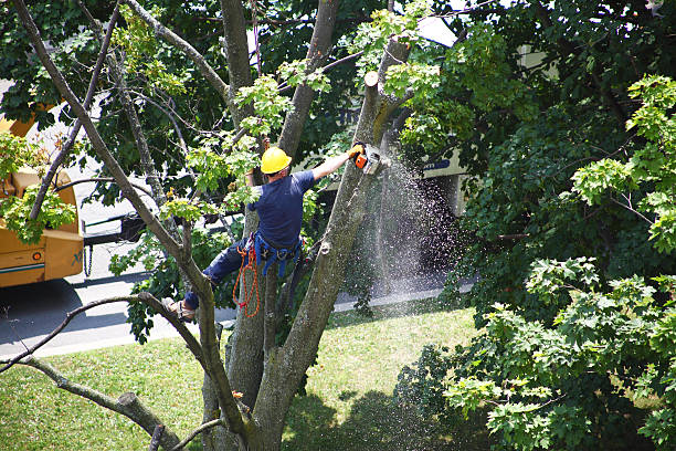 Reliable Windsor, PA Tree Services Solutions